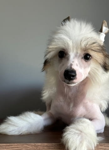 Китайско голо качулато Chinese Nude Crested Dog, 3 Months, Vaccinated - Yes - city of Varna | Dogs - снимка 3
