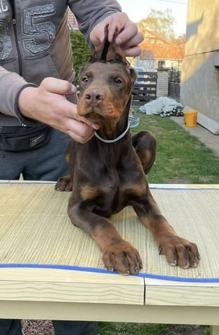 Доберман кученца Doberman, Vaccinated - Yes, Dewormed - Yes - city of Izvun Bulgaria | Dogs - снимка 11