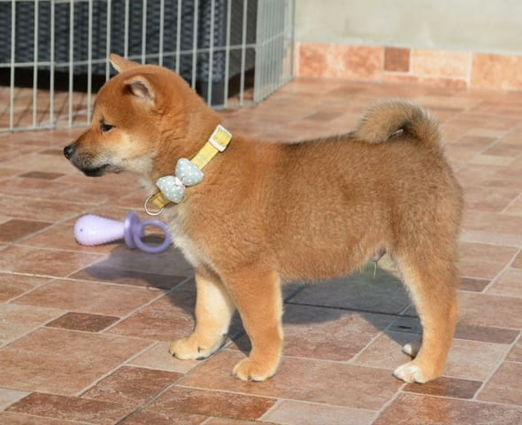 Шиба ину красиви кученца Shiba Inu, Vaccinated - Yes, For Breeding - Yes - city of Izvun Bulgaria | Dogs - снимка 6