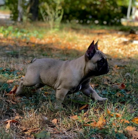 Френски булдог Bulldog, 6 Months, Vaccinated - Yes - city of Varna | Dogs - снимка 7