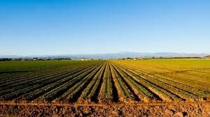 Купувам ЗЕМЕДЕЛСКА ЗЕМЯ всички землища в Община Суворово, city of Suvorovo