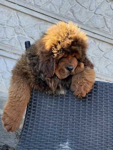 Тибетски мастиф 3 месеца, Ваксинирано - Да, Обезпаразитено - Да - град Варна | Кучета - снимка 1