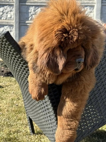 Тибетски мастиф 3 месеца, Ваксинирано - Да, Обезпаразитено - Да - град Варна | Кучета - снимка 2