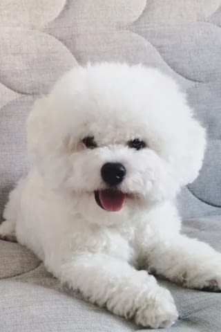 Бишон фризе Bichon frize, 3 Months, Vaccinated - Yes - city of Varna | Dogs - снимка 1