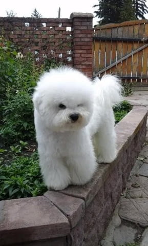 Бишон фризе Bichon frize, 3 Months, Vaccinated - Yes - city of Varna | Dogs - снимка 2