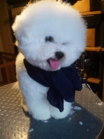 Бишон фризе Bichon frize, 3 Months, Vaccinated - Yes - city of Varna | Dogs - снимка 3