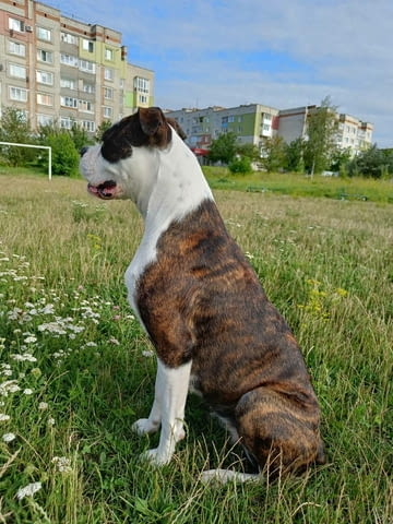 Боксер Boxer, 2 Months, Vaccinated - Yes - city of Varna | Dogs - снимка 2