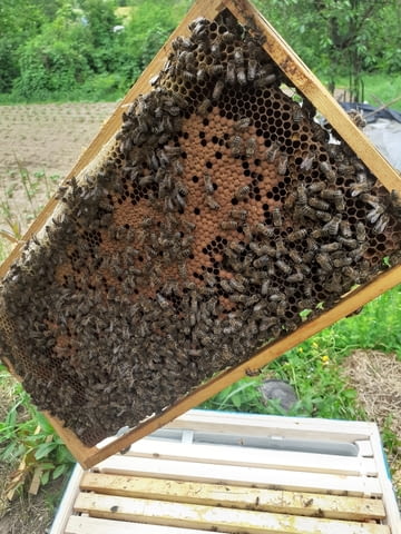 Кошерища за пчелини - city of IAkoruda | Farm Animals - снимка 3