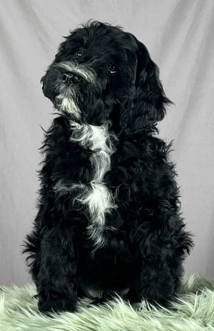 Португалско водно куче кученца Ваксинирано - Да, Обезпаразитено - Да, С чип - Да - град Извън България | Кучета - снимка 7