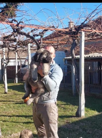 Кавказка овчарка 2 месеца, Ваксинирано - Да, Обезпаразитено - Да - град Пловдив | Кучета - снимка 2