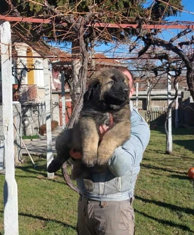 Кавказка овчарка Caucasian shepherd, 2 Months, Vaccinated - Yes - city of Plovdiv | Dogs - снимка 3