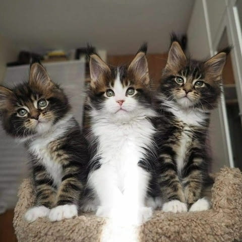 Красиво коте мейн куун Maine-Coon, 3 Months, Vaccine - Yes - city of Yambol | Cats - снимка 1