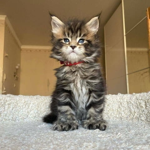 Красиво коте мейн куун Maine-Coon, 3 Months, Vaccine - Yes - city of Yambol | Cats - снимка 4