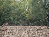 Белгийска овчарка малиноа продава се женска
