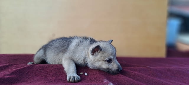 Чехословашки вълк кученца Czech-Slovak Wolfchak, Vaccinated - Yes, Dewormed - Yes - city of Izvun Bulgaria | Dogs - снимка 5