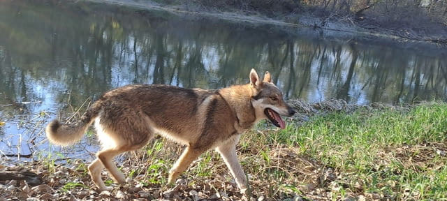 Чехословашки вълк кученца Чехословашки вълчак, Ваксинирано - Да, Обезпаразитено - Да - град Извън България | Кучета - снимка 12