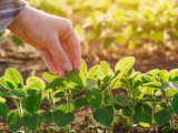 БУЛ ТРЕЙДИНГ – растителна защита, торове и семена