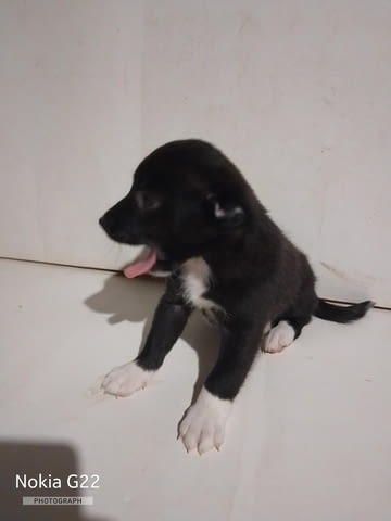Продавам кученца пинчер Big German Spitz, 2 Months, Vaccinated - No - city of Varna | Dogs