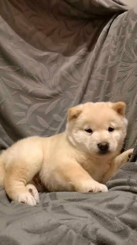 Шиба ину 3 месеца, Ваксинирано - Да, Обезпаразитено - Да - град Варна | Кучета - снимка 2