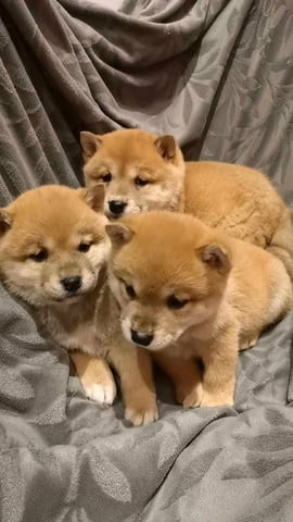 Шиба ину 3 месеца, Ваксинирано - Да, Обезпаразитено - Да - град Варна | Кучета - снимка 1