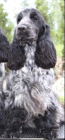 Английски кокер шпаньол кученца Английски кокерспаниел, Ваксинирано - Да, Обезпаразитено - Да - град Извън България | Кучета - снимка 4