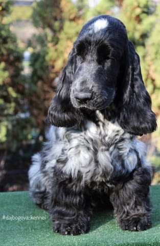 Английски кокер шпаньол кученца Английски кокерспаниел, Ваксинирано - Да, Обезпаразитено - Да - град Извън България | Кучета - снимка 6