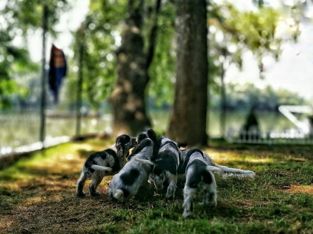 Английски кокер шпаньол кученца Английски кокерспаниел, Ваксинирано - Да, Обезпаразитено - Да - град Извън България | Кучета - снимка 9