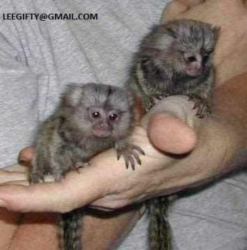 Малки маймуни мармозетки за продажба. (моят имейл на снимката на рекламата)