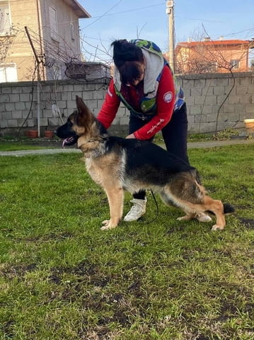 Немска овчарка German Shepherd, 6 Months, Vaccinated - Yes - city of Kostinbrod | Dogs - снимка 1