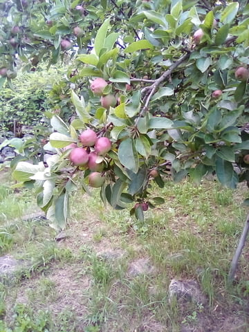 Къща 120 кв.м. в София двор 300кв. 2-етажна, Тухла, 120 м2 - град София | Къщи / Вили - снимка 2