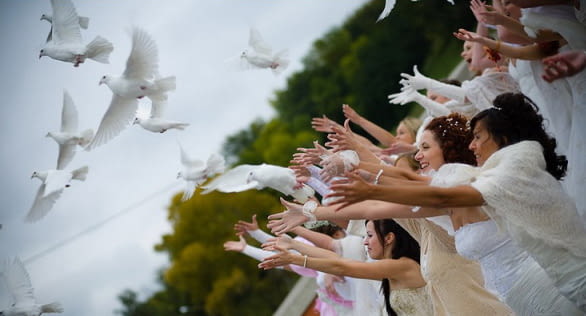 Бели гълъби за сватби Гълъб, 3 месеца - село Мечка | Птици / Екзотични - снимка 1