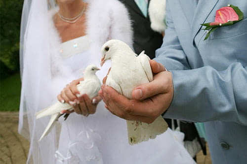 Бели гълъби за сватби Гълъб, 3 месеца - село Мечка | Птици / Екзотични - снимка 2