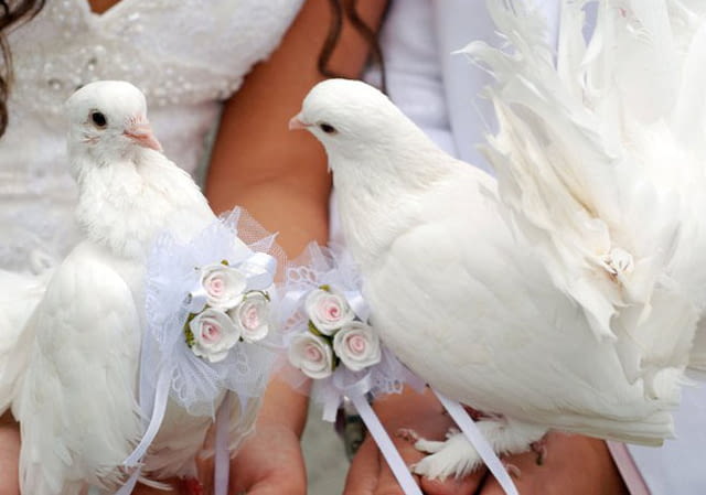 Бели гълъби за сватби Гълъб, 3 месеца - село Мечка | Птици / Екзотични - снимка 3