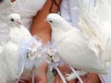 Бели гълъби за сватби