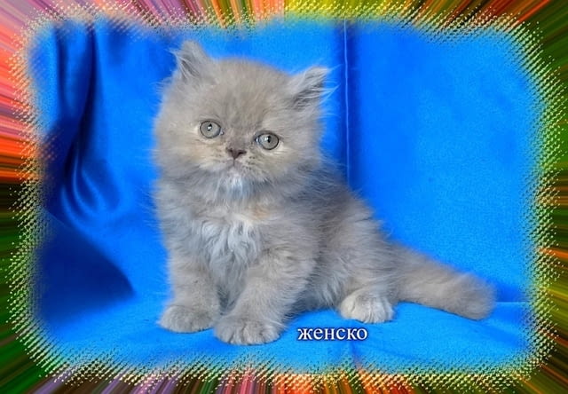 Клепоухи - шотландски котенца Scottish Lop-eared, 2 Months - city of Sofia | Cats - снимка 4