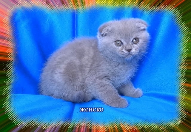 Клепоухи - шотландски котенца Шотландска клепоуха, 2 месеца - град София | Котки - снимка 7