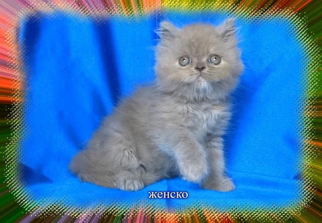 Клепоухи - шотландски котенца Шотландска клепоуха, 2 месеца - град София | Котки - снимка 9