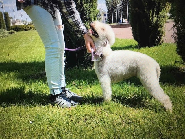Бедлингтон териер Bedlington Terrier, 3 Months, Vaccinated - Yes - city of Varna | Dogs - снимка 1