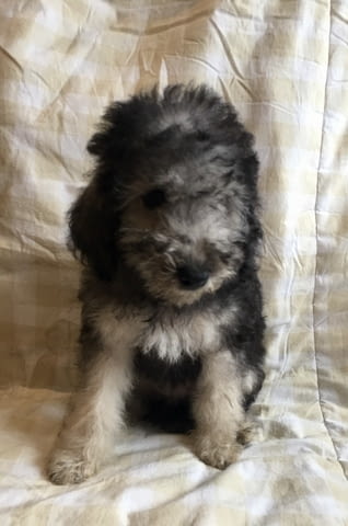 Бедлингтон териер Бедлингтънтериер, 3 месеца, Ваксинирано - Да - град Варна | Кучета - снимка 2