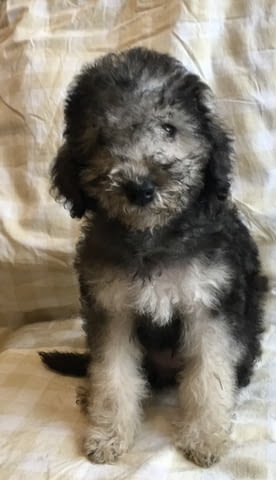 Бедлингтон териер Бедлингтънтериер, 3 месеца, Ваксинирано - Да - град Варна | Кучета - снимка 3