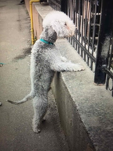 Бедлингтон териер Bedlington Terrier, 3 Months, Vaccinated - Yes - city of Varna | Dogs - снимка 4