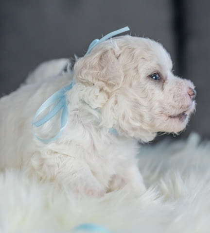 Бишон фриз кученца Bichon frize, Vaccinated - Yes, Dewormed - Yes - city of Izvun Bulgaria | Dogs - снимка 6