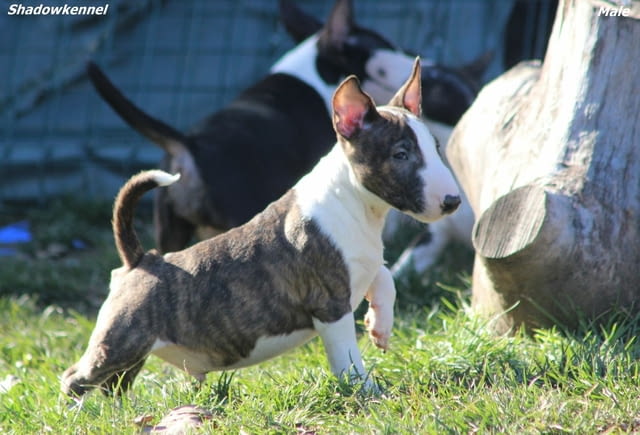 Мини бултериер кученца Bulterier, Vaccinated - Yes, Dewormed - Yes - city of Izvun Bulgaria | Dogs - снимка 1
