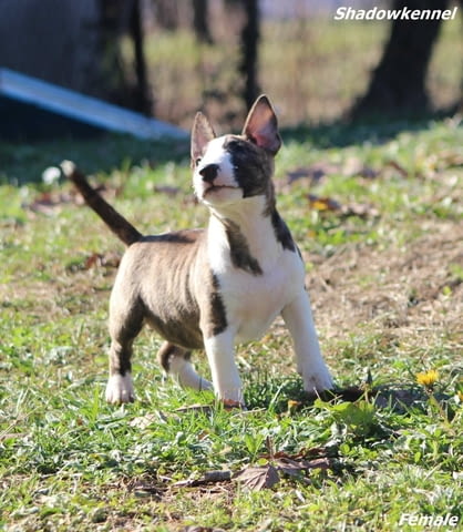 Мини бултериер кученца Bulterier, Vaccinated - Yes, Dewormed - Yes - city of Izvun Bulgaria | Dogs - снимка 8