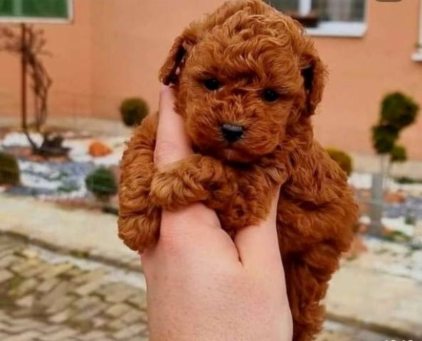 Играчки и мини пудели, бебета Mini Poodle, Vaccinated - Yes - city of Sofia | Dogs - снимка 5