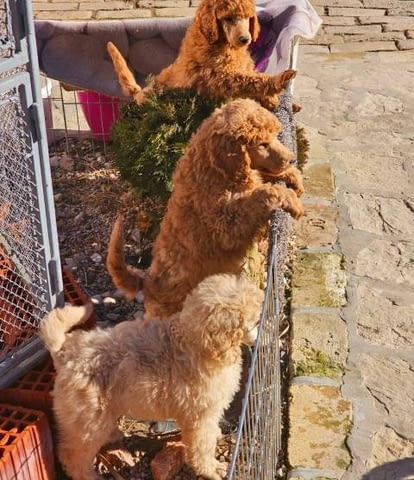 Кралски пудел кученца Пудел голям (кралски), Ваксинирано - Да - град София | Кучета - снимка 8
