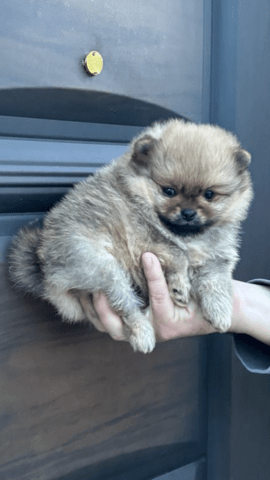 Померанчета Pomeranian, 2 Months, Vaccinated - Yes - city of Rusе | Dogs - снимка 3
