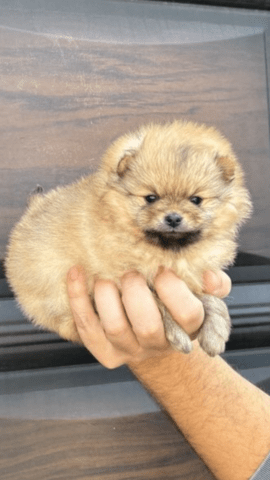 Померанчета Pomeranian, 2 Months, Vaccinated - Yes - city of Rusе | Dogs - снимка 5