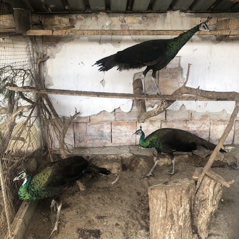 Зелени пауни Друг, 1 година - град Русе | Птици / Екзотични - снимка 3