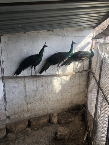 Зелени пауни Друг, 1 година - град Русе | Птици / Екзотични - снимка 6